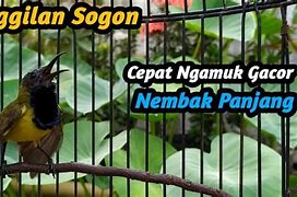 Burung Sogon Gacor An Apa Yang Bagus